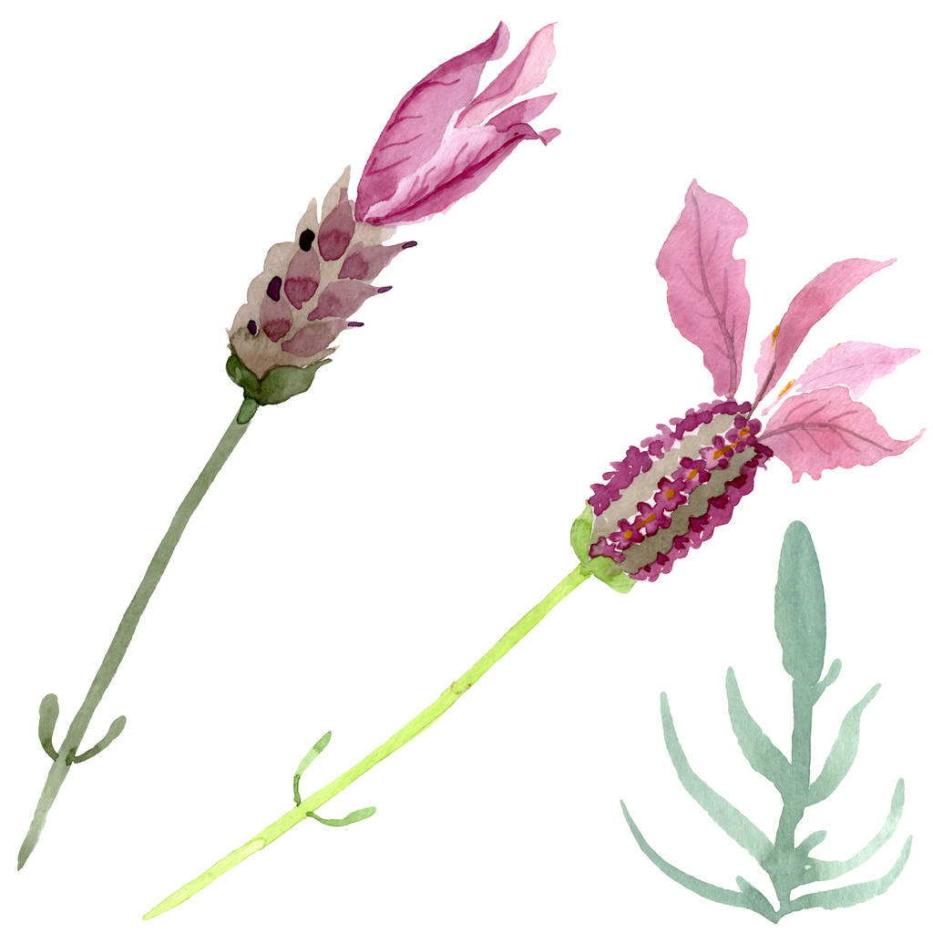 紫色のラベンダーの花の植物の花 野生の春の葉の野生の花が孤立しました 水彩背景イラストセット 水彩画ファッションアクアレル 絶縁ラベンダーイラスト要素 ロイヤリティフリー写真 画像素材