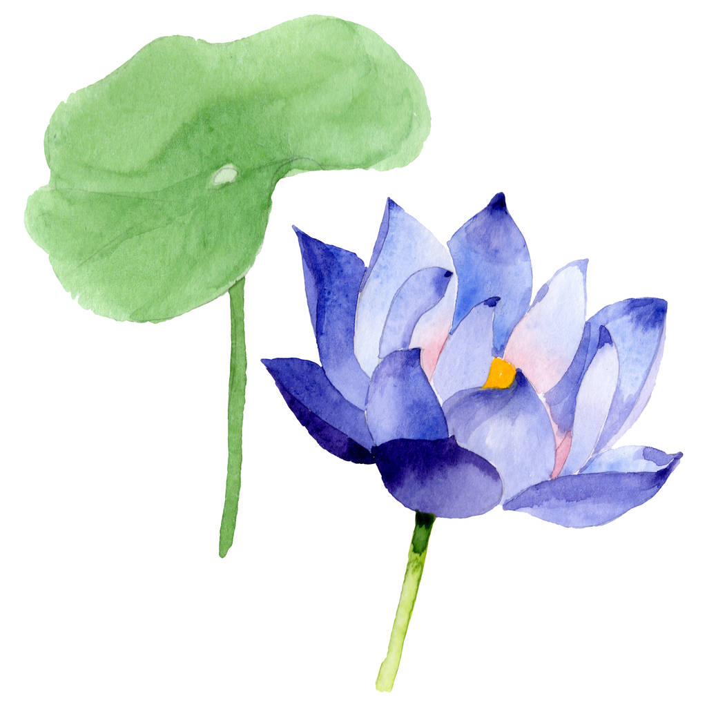 青蓮の花の植物の花 野生の春の葉の野生の花 水彩背景イラストセット 水彩画ファッションアクアレル 分離されたネランボイラスト要素 ロイヤリティフリー写真 画像素材