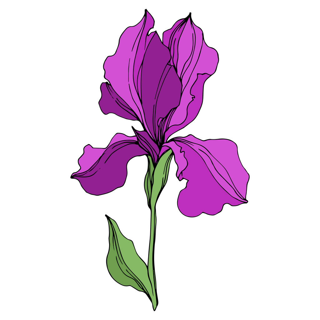 Vector Irises floral botanical flowers. Wild spring leaf wildflower isolated. Purple and green engraved ink art. Isolated irises illustration element on white background.