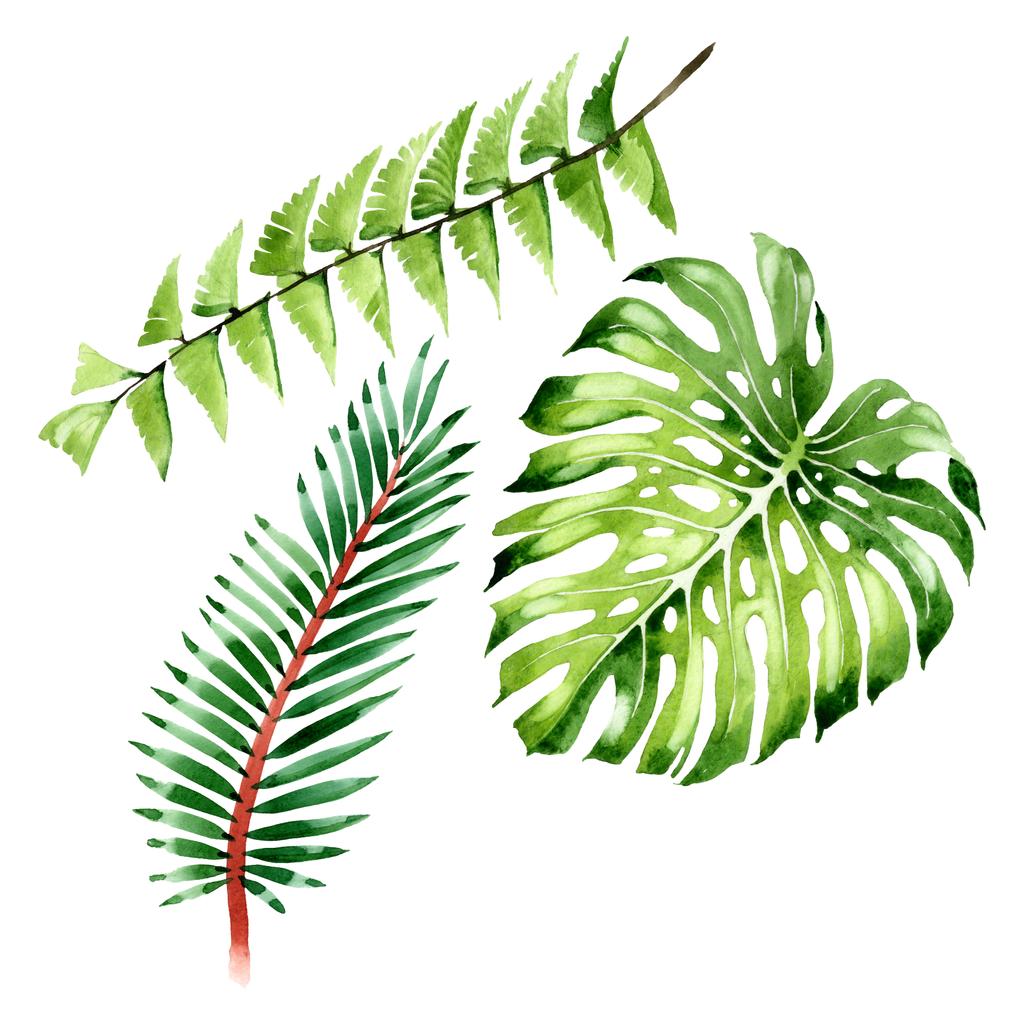 エキゾチックな熱帯ハワイの夏 パームビーチの木はジャングルの植物を残します 水彩背景イラストセット 水彩画ファッションアクアレル孤立 分離された リーフイラスト要素 ロイヤリティフリー写真 画像素材
