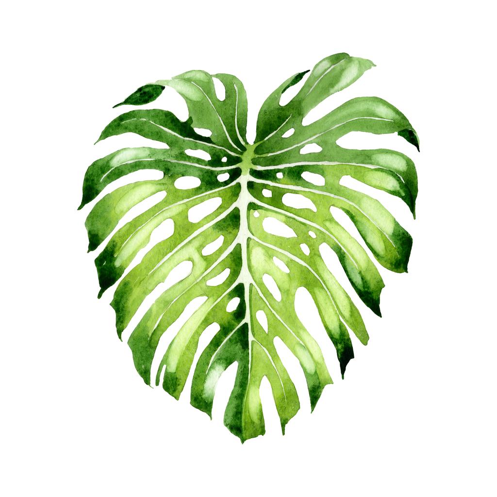 エキゾチックな熱帯ハワイの夏 パームビーチの木はジャングルの植物を残します 水彩背景イラストセット 水彩画ファッションアクアレル孤立 分離されたリーフ イラスト要素 ロイヤリティフリー写真 画像素材