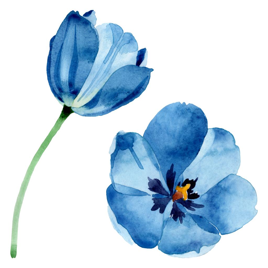 青いチューリップの花の植物の花 野生の春の葉の野生の花が孤立しました 水彩背景イラストセット 水彩画ファッションアクアレル孤立 分離されたチューリップ イラスト要素 ロイヤリティフリー写真 画像素材