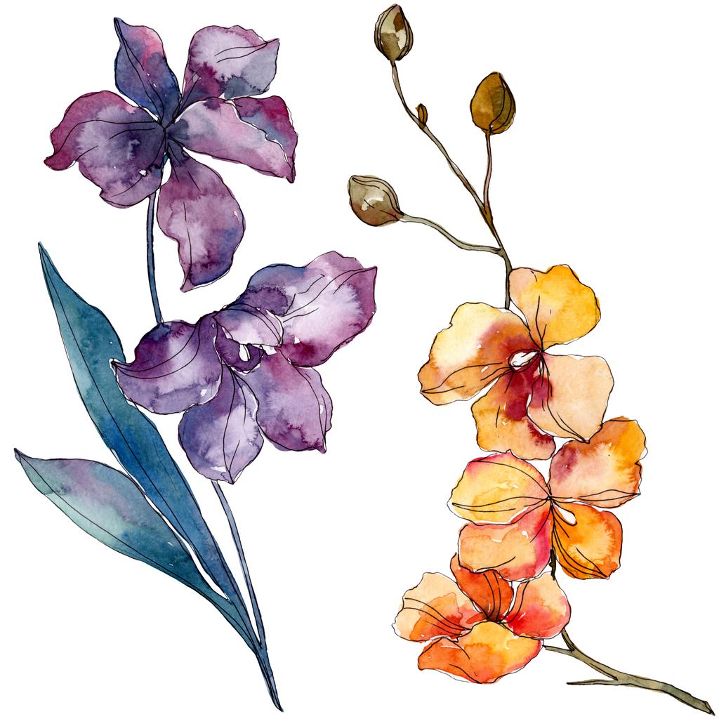 蘭の花の植物の花 野生の春の葉の野生の花が孤立しました 水彩背景イラストセット 水彩画ファッションアクアレル孤立 孤立した蘭のイラスト要素 ロイヤリティフリー写真 画像素材