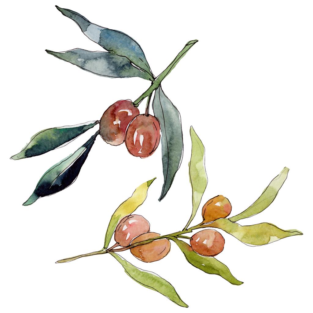 緑の果実とオリーブの枝 水彩背景イラストセット 水彩画ファッションアクアレル孤立 孤立したオリーブイラスト要素 ロイヤリティフリー写真 画像素材