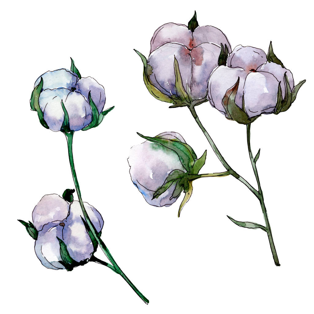 コットン花植物の花 野生春葉のワイルドフラワーが分離されました 水彩画背景イラスト セット 水彩描画のファッション Aquarelle 分離します 孤立した綿の図要素 ロイヤリティフリー写真 画像素材