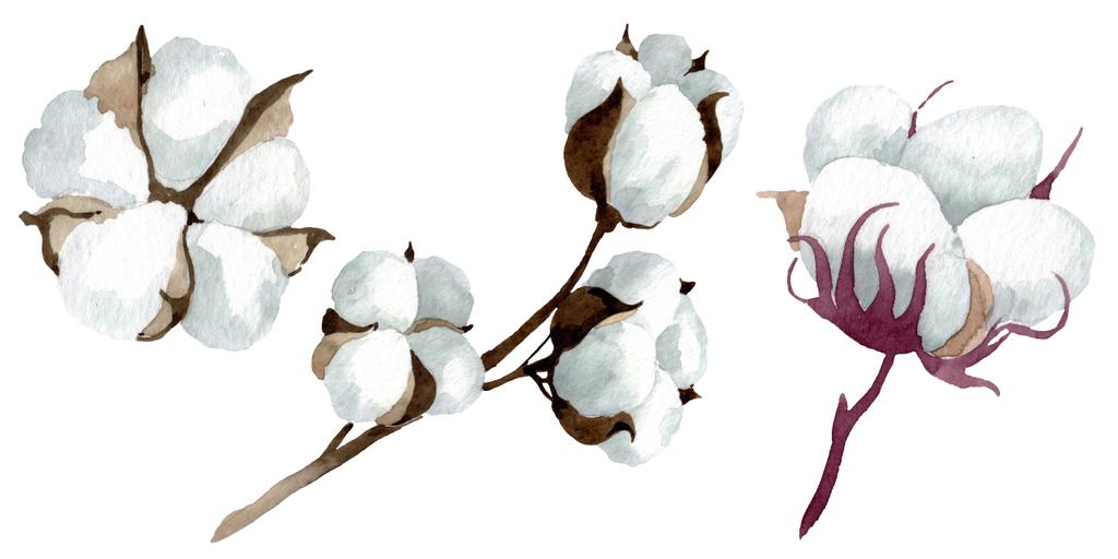白い綿の花の植物の花 野生の春の葉の野生の花 水彩背景イラストセット 水彩画ファッションアクアレル 絶縁コットンイラスト要素 ロイヤリティフリー写真 画像素材