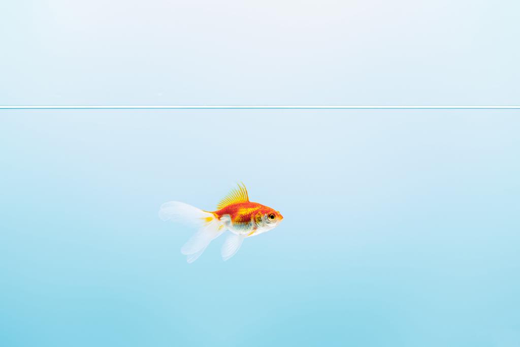 青い背景に金魚と透明な純粋な穏やかな水 ロイヤリティフリー写真 画像素材