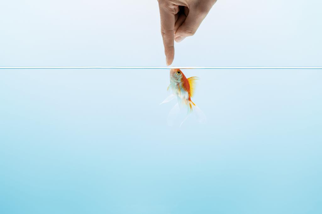 青い背景に透明な純粋な穏やかな水で金魚に触れる男のトリミングされたビュー ロイヤリティフリー写真 画像素材