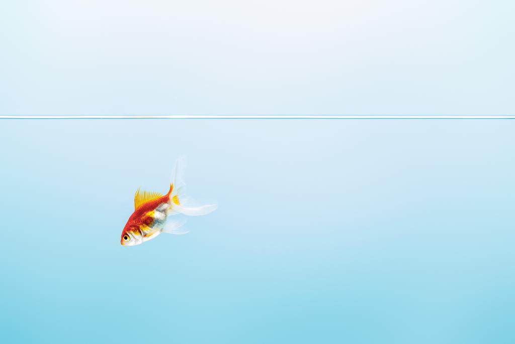 青い背景に水泳金魚と透明な純粋な穏やかな水 ロイヤリティフリー写真 画像素材