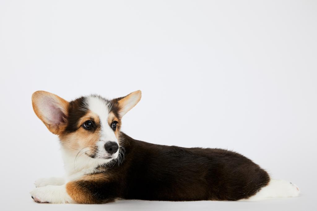 白い背景に横たわっているふわふわかわいいウェールズコーギー子犬 ロイヤリティフリー写真 画像素材