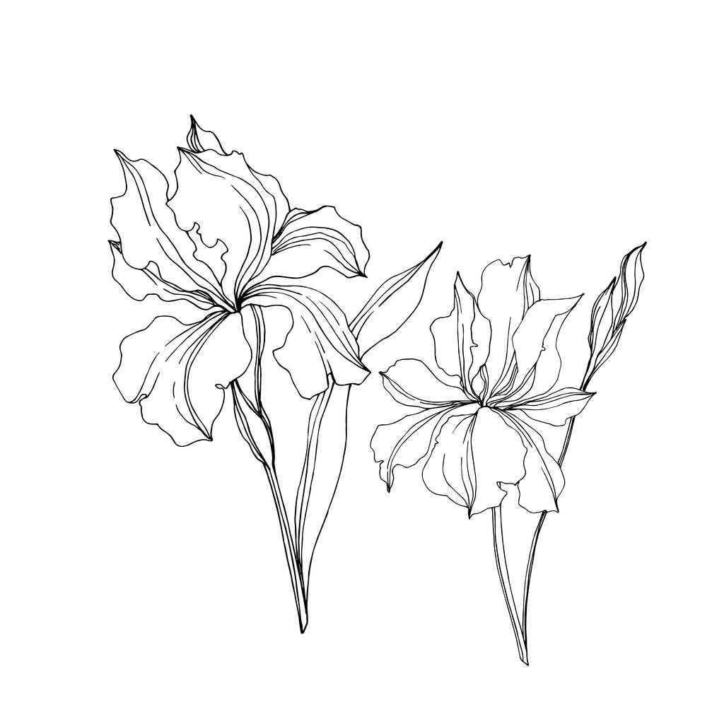 Vector Iris floral botanical flowers. Wild spring leaf wildflower isolated. Black and white engraved ink art. Isolated irises illustration element jn white background.