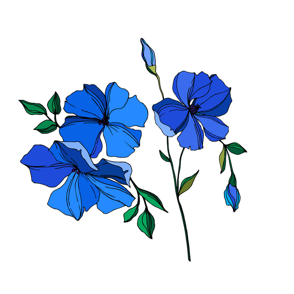 ベクトル亜麻花植物の花 野生の春の葉の野生の花が孤立しました 青と緑のインクアート 白い背景に孤立した亜麻のイラスト 要素 ロイヤリティフリーのベクターグラフィック画像