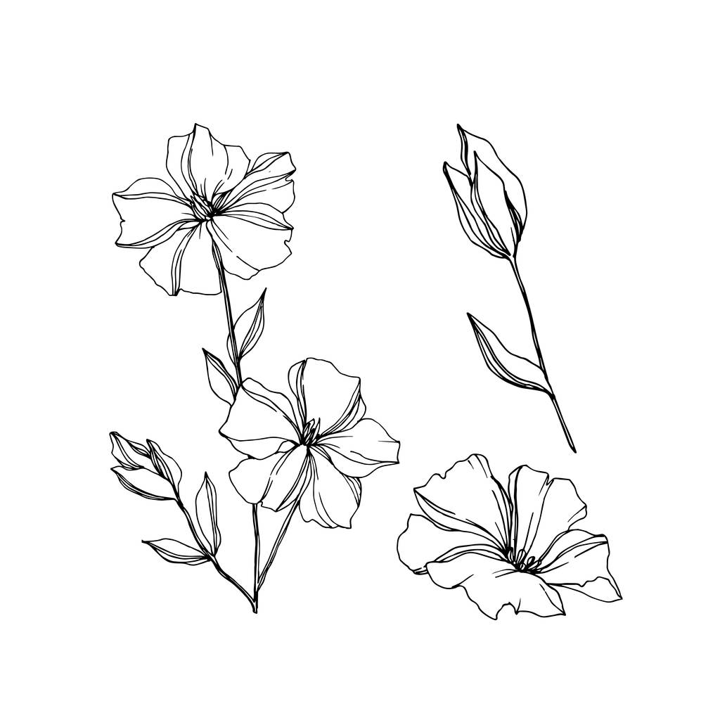 ベクトル亜麻花植物の花 野生の春の葉の野生の花が孤立しました 黒と白の彫刻インクアート 白い背景に孤立した亜麻のイラスト 要素 ロイヤリティフリーのベクターグラフィック画像