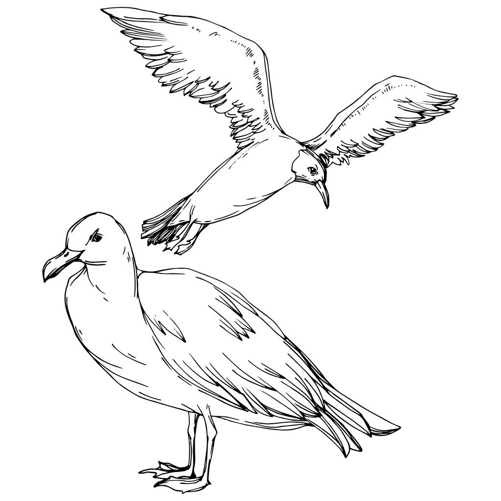 野生動物のスカイ鳥カモメ 野生の自由 飛ぶ翼を持つ鳥 黒と白の彫刻インクアート 白い背景に孤立したカモメのイラスト 要素 ロイヤリティフリーのベクターグラフィック画像