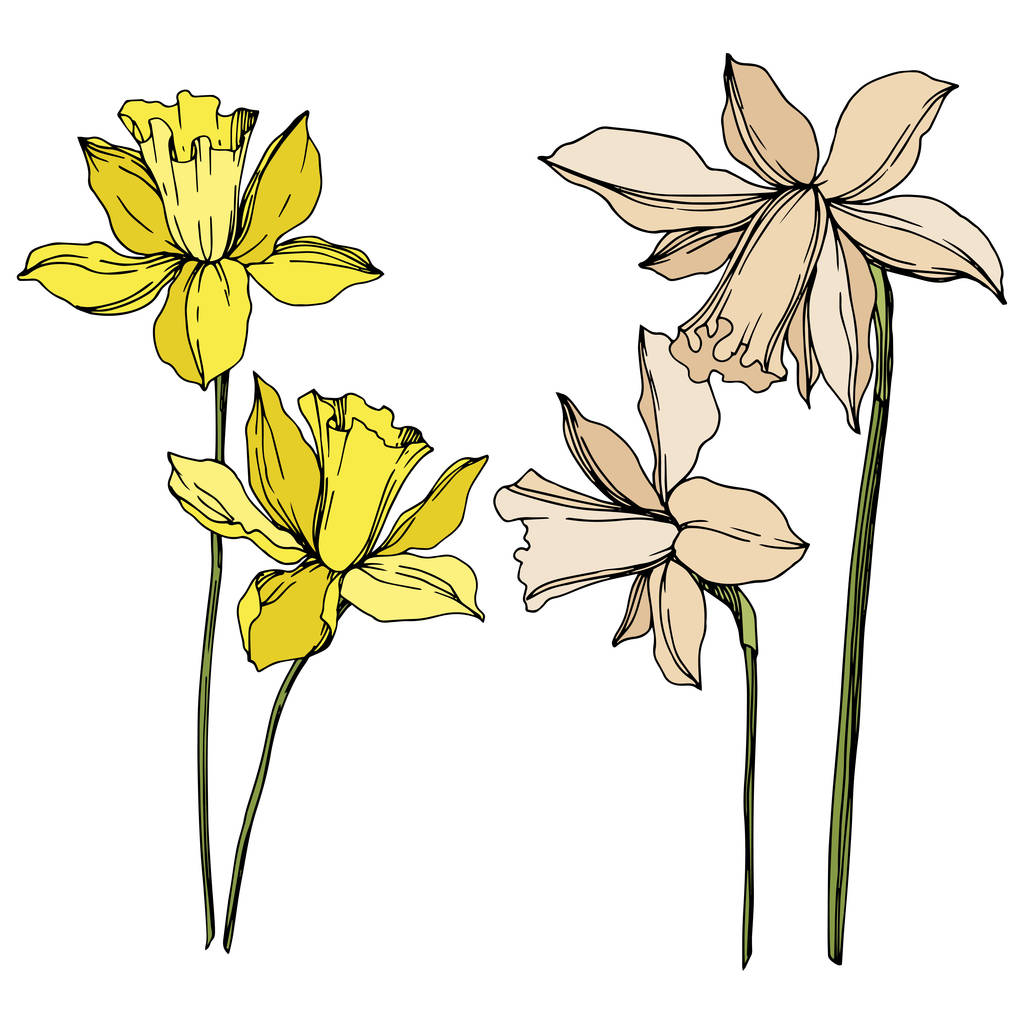 Vector Narcissus floral botanical flowers. Wild spring leaf wildflower isolated. Black and white engraved ink art. Isolated narcissus illustration element on white background.