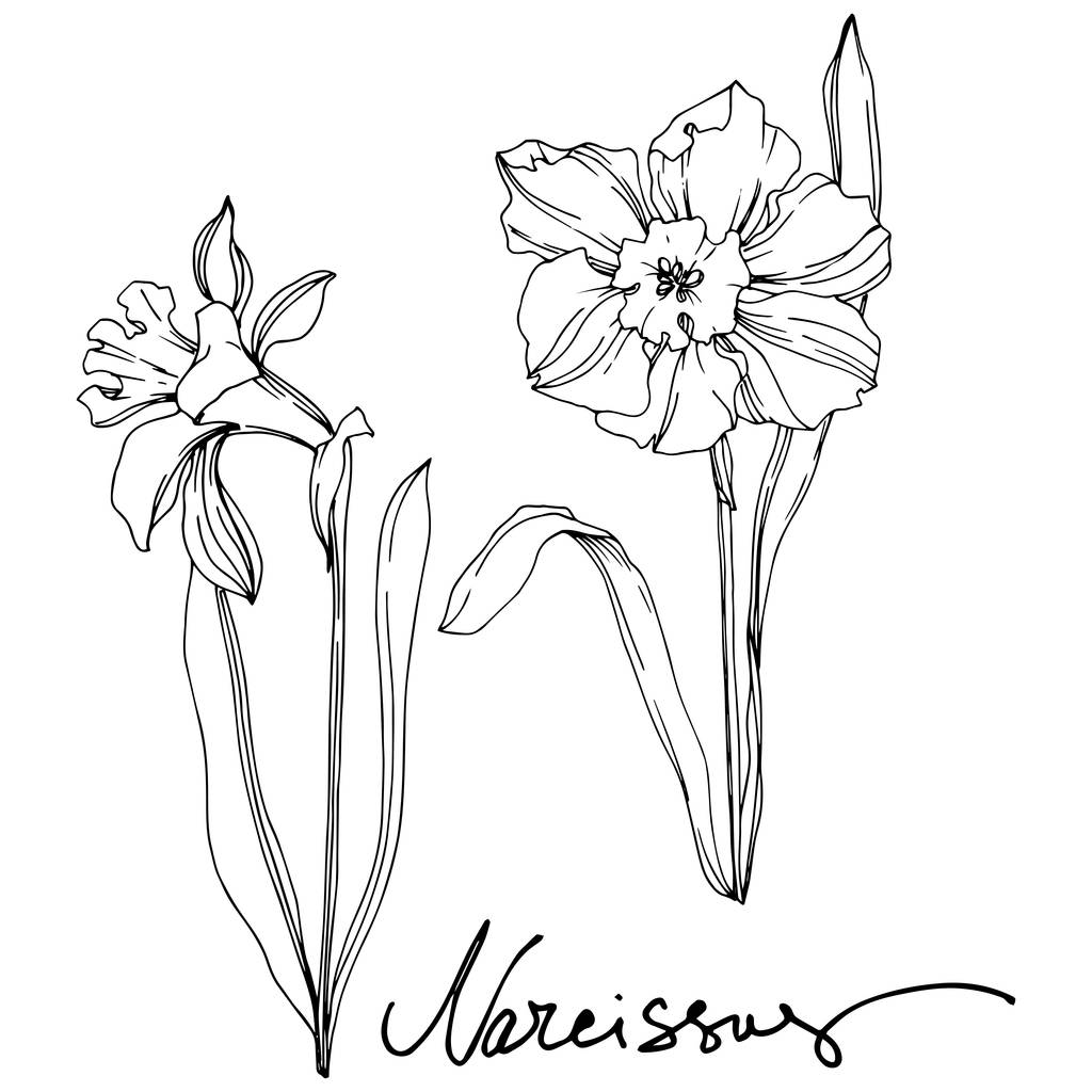 Vector Narcissus floral botanical flower. Wild spring leaf wildflower isolated. Black and white engraved ink art. Isolated narcissus illustration element on vhite background.