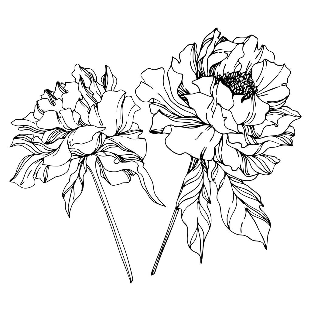 ピオニーの花の植物の花 野生の春の葉の野生の花が孤立しました 黒と白の彫刻インクアート 白い背景に孤立したピオのイラスト 要素 ロイヤリティフリーのベクターグラフィック画像