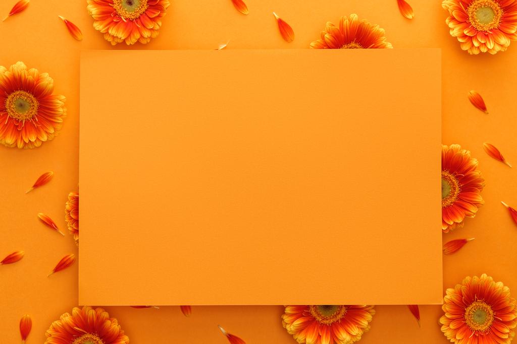 オレンジの背景にあるガーベラの花と空のカードの上からの眺め ロイヤリティフリー写真 画像素材
