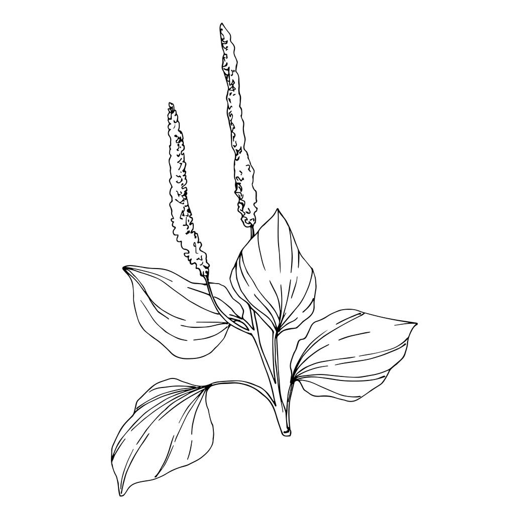 Vector wildflowers floral botanical flowers. Wild spring leaf wildflower isolated. Black and white engraved ink art. Isolated flower illustration element.