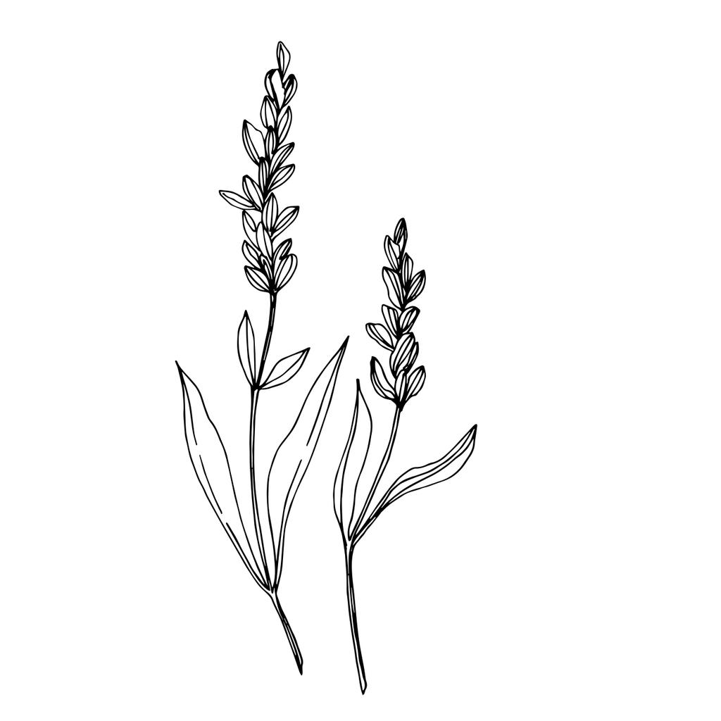ベクトル野花植物花 野生の春の葉の野生の花を隔離 黒と白の刻まインクアート 孤立した野の花のイラスト要素 ロイヤリティフリーのベクターグラフィック画像
