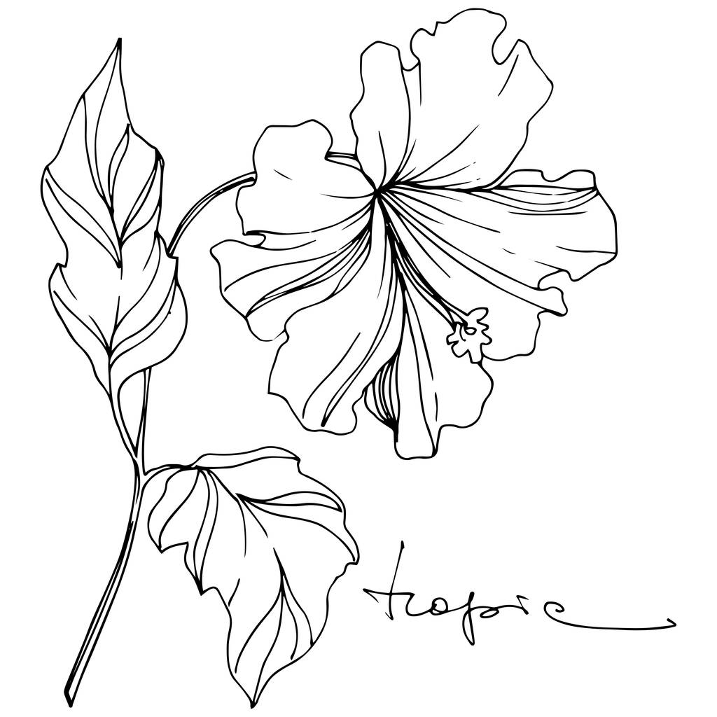 ベクトル熱帯植物花 エキゾチックな熱帯のハワイの夏 黒と白の刻まインクアート 白い背景に孤立した花のイラスト要素 ロイヤリティフリー のベクターグラフィック画像