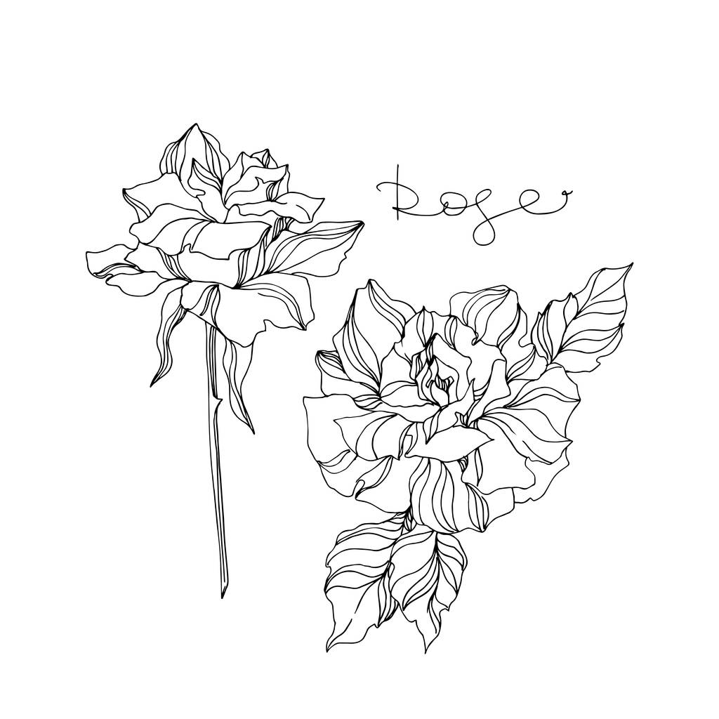 ベクトルバラの花植物の花 野生の春の葉の野生の花を隔離 白を基調とした黒と白の刻印インクアート 孤立したバラのイラスト 要素 ロイヤリティフリーのベクターグラフィック画像