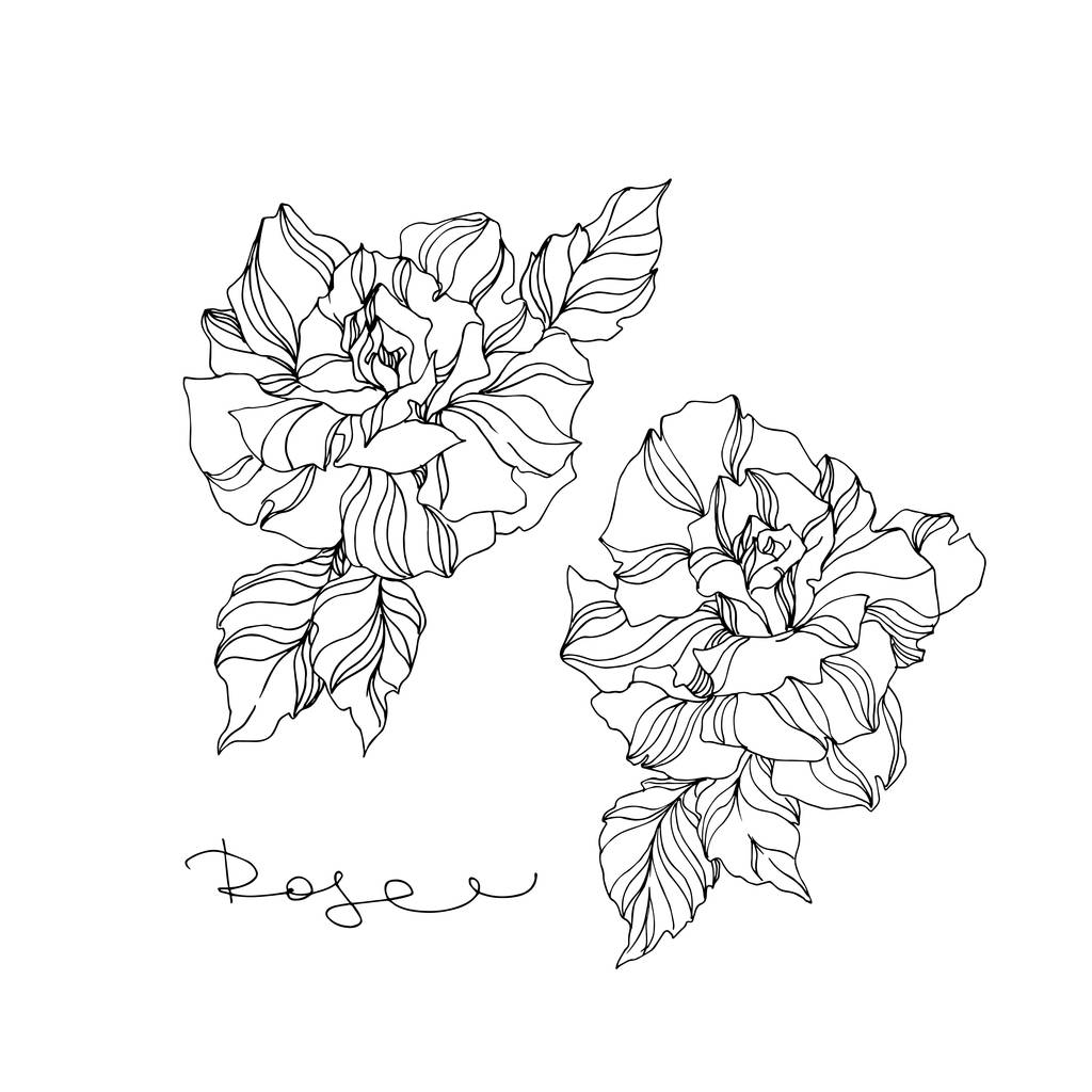 ベクトルバラの花植物の花 野生の春の葉の野生の花を隔離 白を基調とした黒と白の刻印インクアート 孤立したバラのイラスト 要素 ロイヤリティフリーのベクターグラフィック画像