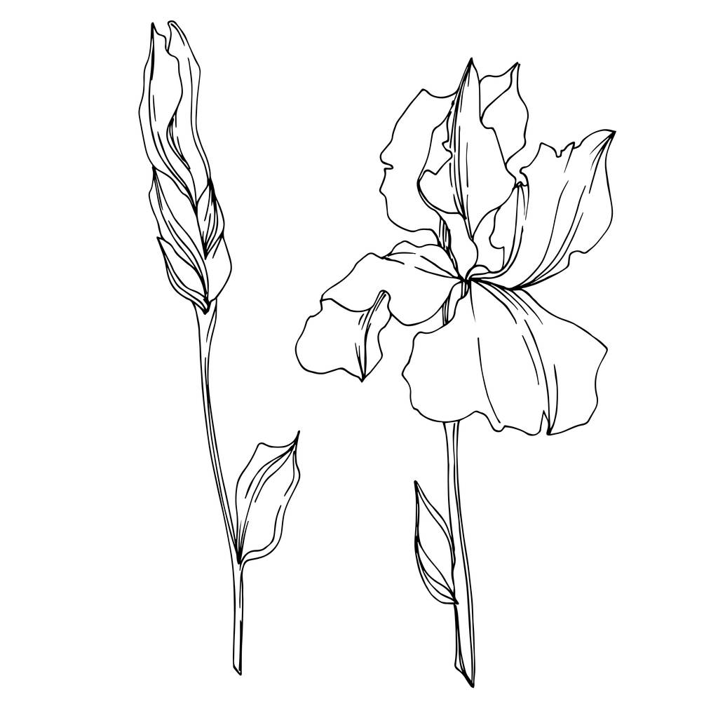 Vector Iris floral botanical flowers. Wild spring leaf wildflower isolated. Black and white engraved ink art. Isolated irises illustration element on white background.