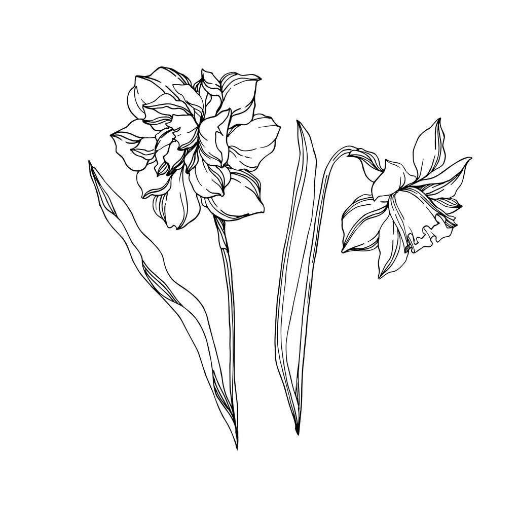 Vector Narcissus floral botanical flowers. Wild spring leaf wildflower isolated. Black and white engraved ink art. Isolated narcissus illustration element on white background.