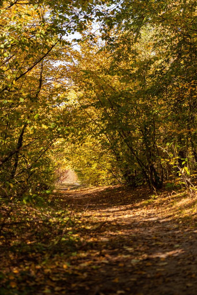 黄金の葉と太陽の光に照らされた美しい秋の森 ロイヤリティフリー写真 画像素材