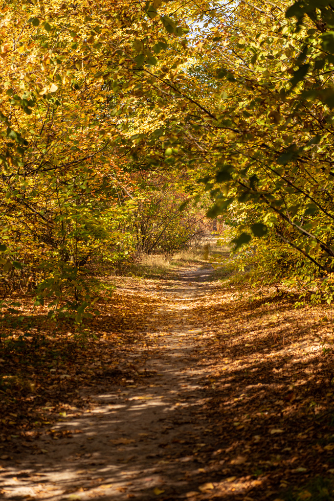黄金の葉と太陽の光が差し込む美しい秋の森 ロイヤリティフリー写真 画像素材
