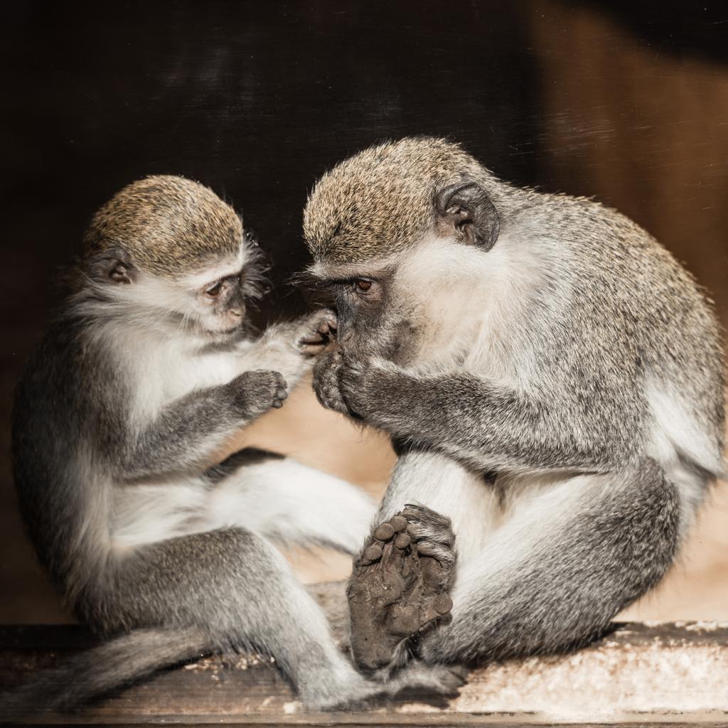 動物園に座っている可愛い猿たち ロイヤリティフリー写真 画像素材