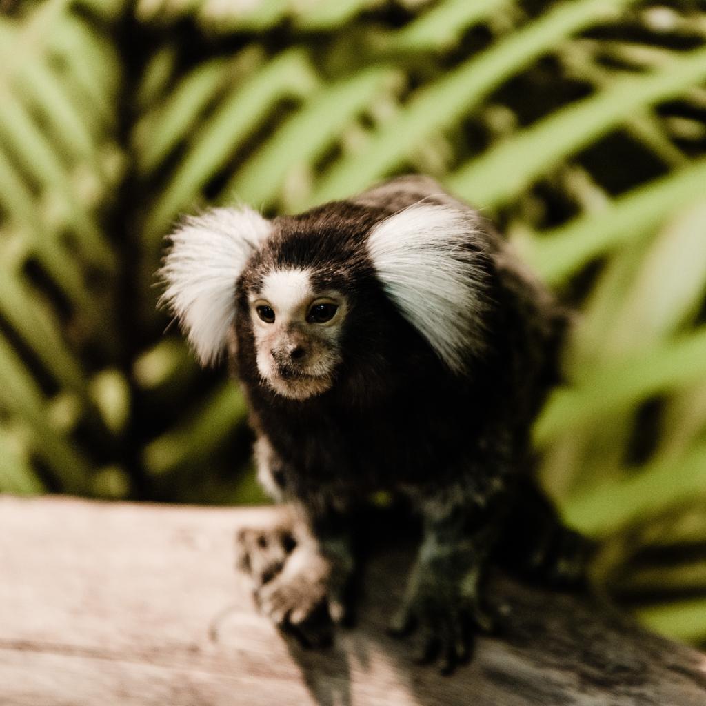 動物園での可愛いマーモセット猿の選択的焦点 ロイヤリティフリー写真 画像素材