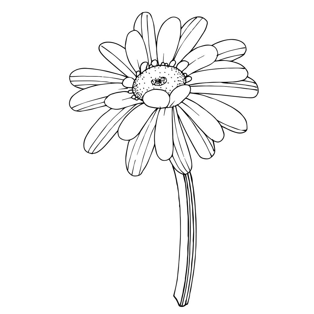 ベクトル ゲルベラ花植物花 野生の春の葉の野生の花を隔離 黒と白の刻まインクアート 白い背景に独立したゲルベラのイラスト要素 ロイヤリティフリー のベクターグラフィック画像