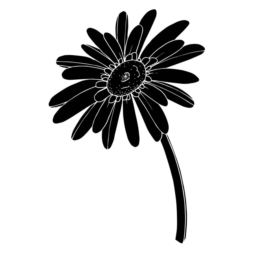 ベクトル ゲルベラ花植物花 野生の春の葉の野生の花を隔離 黒と白の刻まインクアート 白い背景に独立したゲルベラのイラスト 要素 ロイヤリティフリーのベクターグラフィック画像