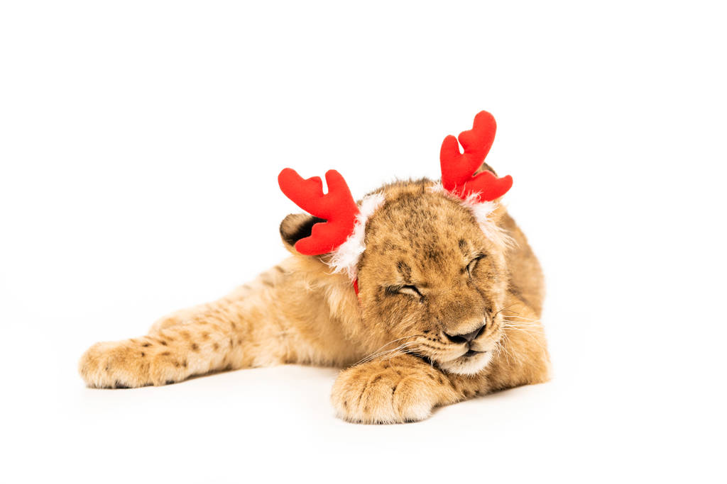可愛いライオンの赤い鹿の角で目を閉じて赤い鹿の角のヘッドバンド ロイヤリティフリー写真 画像素材