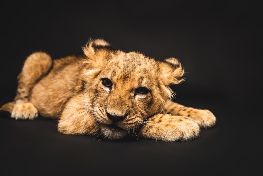 可愛いライオンの赤ちゃんは黒に隔離され ロイヤリティフリー写真 画像素材