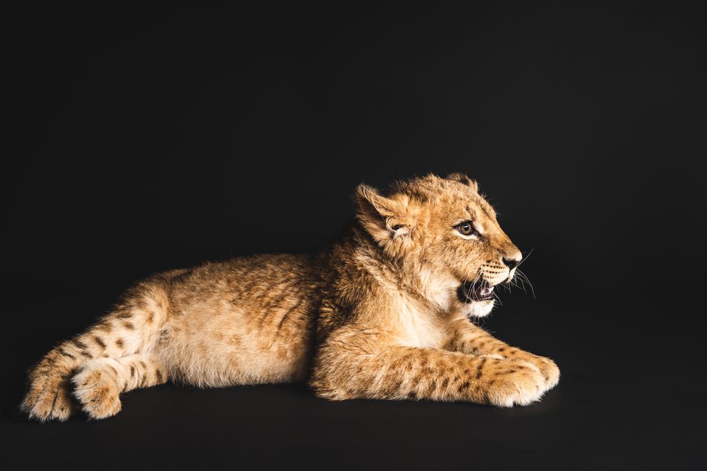 可愛いライオンの赤ちゃんは黒に隔離され ロイヤリティフリー写真 画像素材