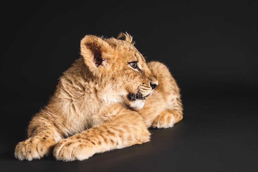 黒で隔絶された可愛いライオンの赤ちゃん ロイヤリティフリー写真 画像素材