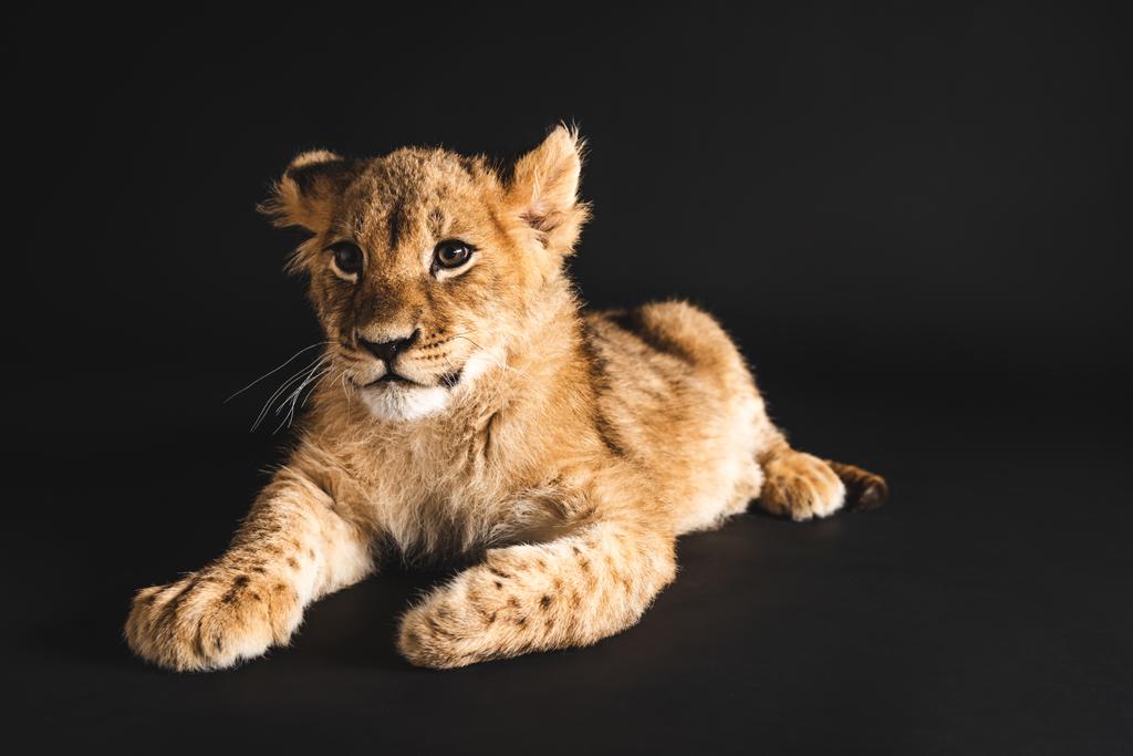 黒で隔絶された可愛いライオンの赤ちゃん ロイヤリティフリー写真 画像素材