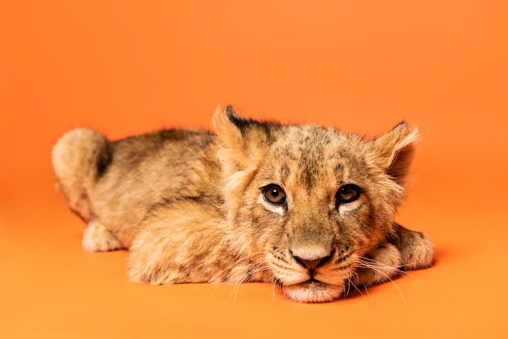 オレンジ色の背景に横たわる可愛いライオンの赤ちゃん ロイヤリティフリー写真 画像素材