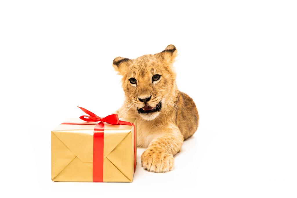 白いリボンで囲まれた金色のギフトの近くにかわいいライオンの赤ちゃん ロイヤリティフリー写真 画像素材