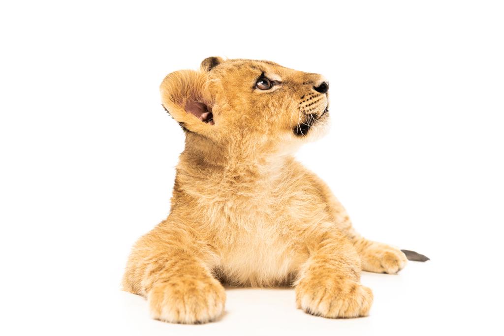 可愛いライオンの赤ちゃんが横になって白で隔絶され ロイヤリティフリー写真 画像素材