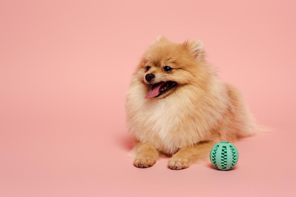面白いポメラニアスピッツ犬とボールオンピンク ロイヤリティフリー写真 画像素材