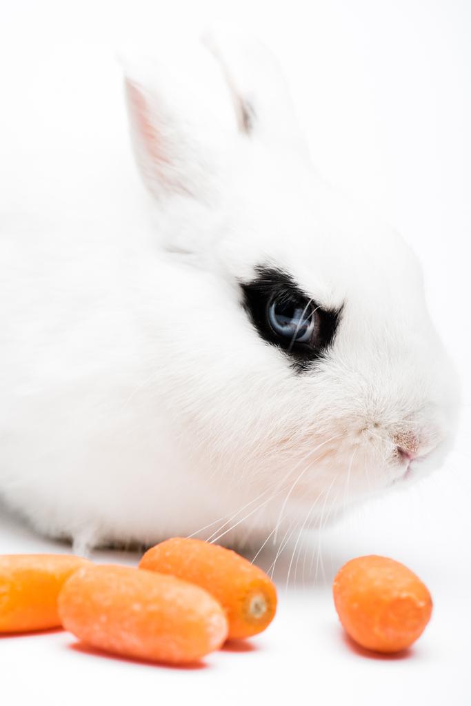 白を背景にニンジンの近くに黒目の可愛いウサギ ロイヤリティフリー写真 画像素材