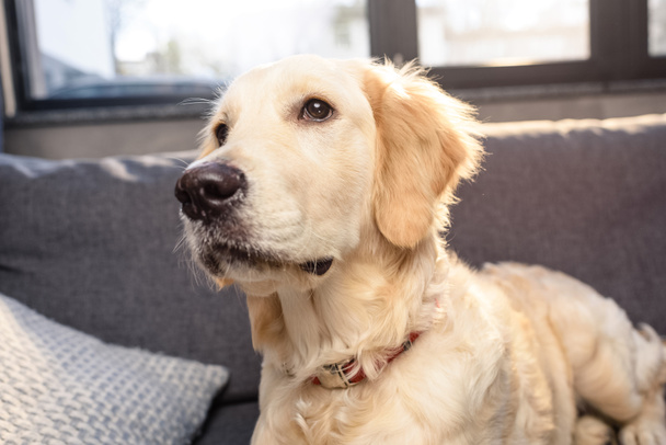 室内のソファーに横になっているかわいいゴールデンレトリーバー犬のクローズ アップ ビュー ロイヤリティフリー写真 画像素材