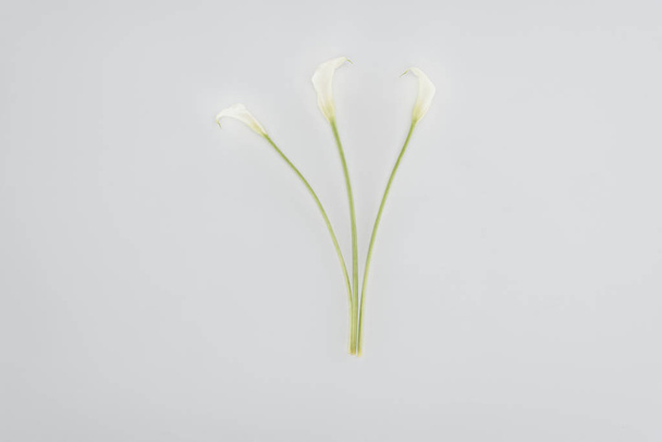 オランダカイウユリ花グレーに分離 ロイヤリティフリー写真 画像素材