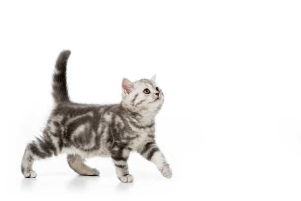 かわいいグレーのふわふわ子猫歩行との分離の白を見る ロイヤリティフリー写真 画像素材