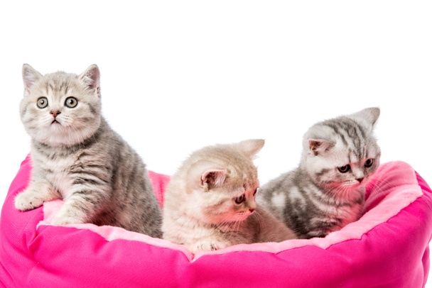 白で隔離ピンクの猫ベッドに座って かわいいふわふわ子猫 ロイヤリティフリー写真 画像素材