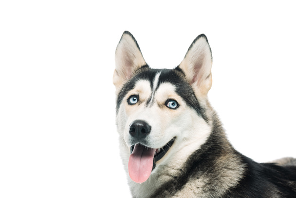 シベリアン ハスキー犬 白で隔離のスタジオ撮影 ロイヤリティフリー写真 画像素材